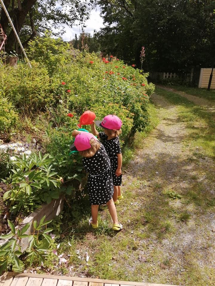 Lastenlapsia poimimassa puutarhamansikoita.